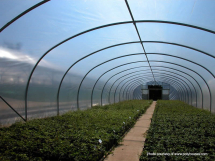 BPI Lumisol Diffused Polysheet 9.2 x 50m x 180mu