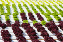 BPI White UVI Polysheet 12.5m x 15m x 180mu