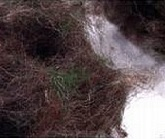 Woolmoss 10Kg (Loose)