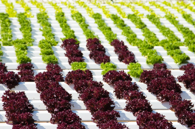 BPI White UVI Polysheet 12.5m x 15m x 180mu