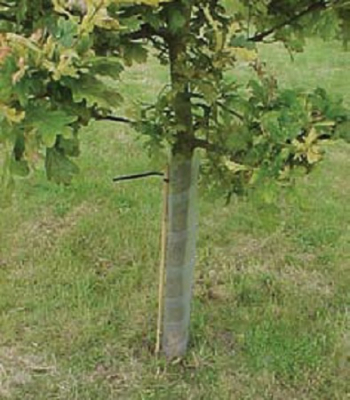 Spiral Tree Guards 45cm Clear