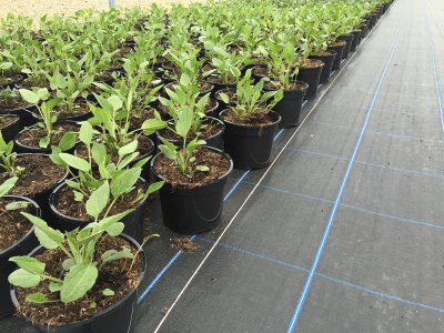 Permatex Premium Groundcover 4 x 50m