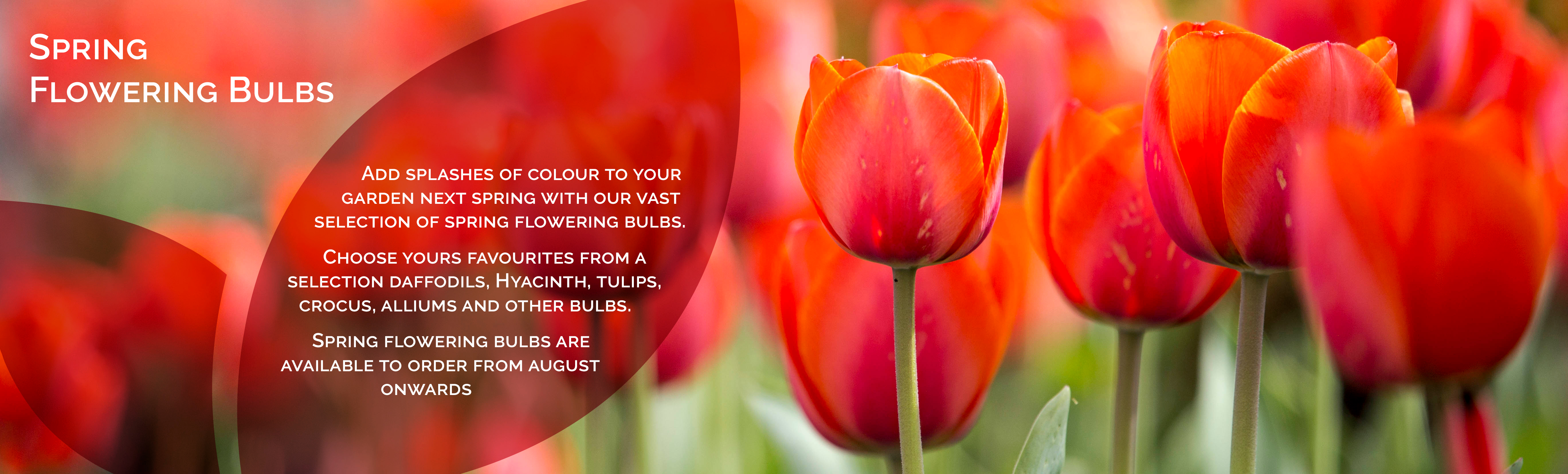 Spring Flowering Bulbs Spring Flowering Bulbs